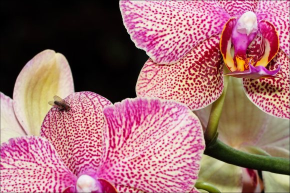 orkide_1